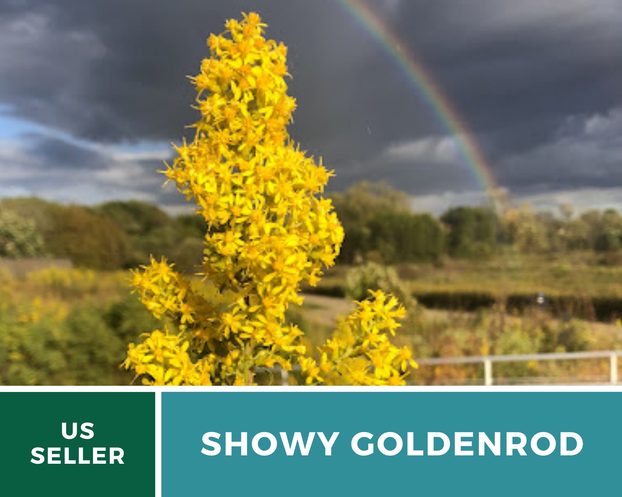 Goldenrod Solidago ohioensis 100 Seeds Ohio Pollen source late in the season Non GMO