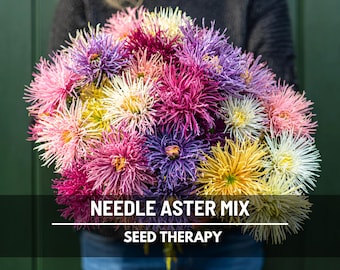 Needle Aster Seeds – Heirloom Cut Flower, Quill Petals, Callistephus Chinensis, Colorful Mix for Bouquets | 50 Seeds