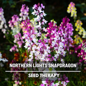 Northern Lights Toadflax Seeds – Heirloom Flower, Pastel Blooms, Fairy Snapdragon, Wildflower, Linaria maroccana | 200 Seeds