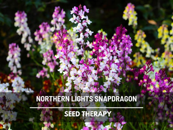 Northern Lights Toadflax Seeds – Heirloom Flower, Pastel Blooms, Fairy Snapdragon, Wildflower, Linaria maroccana | 200 Seeds