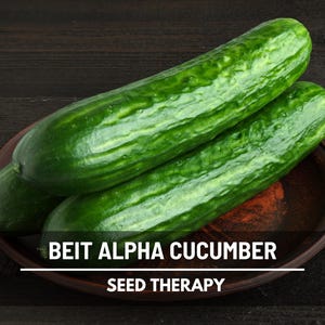 Beit Alpha Cucumber Seeds – Heirloom, Open Pollinated & Non-GMO, Crisp Tender Slicer, Productive Garden Vegetable | 30 Seeds