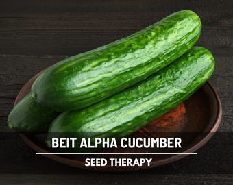 Beit Alpha Cucumber Seeds – Heirloom, Crisp Tender Slicer, Non-GMO (30 Seeds)