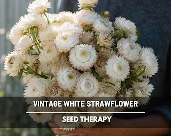 Vintage White Strawflower Seeds – Heirloom Flower, Prolific Bloomer, Perfect for Cut Flowers and Arrangements, Easy to Grow | 50 Seeds