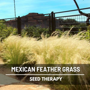 Mexican Feather Grass Seeds – Heirloom Ornamental Grass, Silky Thread Grass, Drought Tolerant, Garden Essential, Low Maintenance | 50 Seeds
