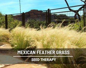 Mexican Feather Grass Seeds - Heirloom, Drought Tolerant Ornamental Grass (50 Seeds)