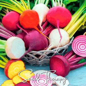 May include: A collection of fresh beets and radishes in a woven basket, featuring vibrant red, deep purple, white, and golden yellow roots with green leafy tops. Some roots are sliced to reveal concentric rings, with the text Seed Therapy below.
