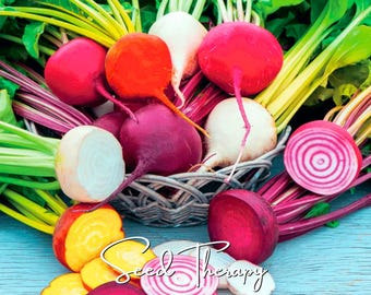 Può includere: Una collezione di barbabietole e ravanelli freschi in un cesto intrecciato, con radici rosso vivo, viola scuro, bianche e giallo oro con foglie verdi. Alcune radici sono affettate per rivelare cerchi concentrici, con il testo Seed Therapy.