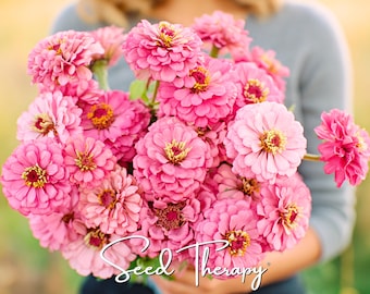 May include: A large bouquet of vibrant pink zinnia flowers with layered petals and yellow centers. The flowers are densely packed together, showcasing various shades of pink from light to deep magenta. The text Seed Therapy is written in white.