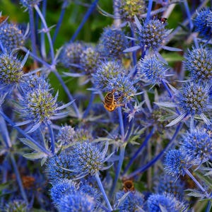 Field of Alpine Sea Holly plants with multiple blue-purple flowers – Seed Therapy