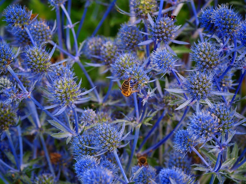 Field of Alpine Sea Holly plants with multiple blue-purple flowers – Seed Therapy