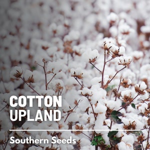 Cotton, Upland (American) - 20 Seeds - Heirloom White Cotton - Non-GMO (Gossypium hirsutum)