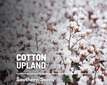 Cotton, Upland (American) - 20 Seeds - Heirloom White Cotton - Non-GMO (Gossypium hirsutum)