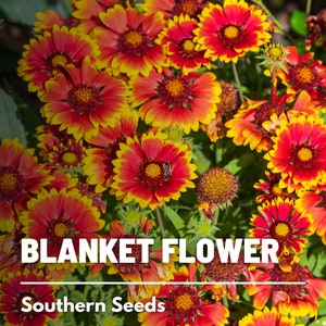 Blanket Flower - 200 Seeds - Heirloom Flower - Drought Tolerant (Gaillardia aristata)