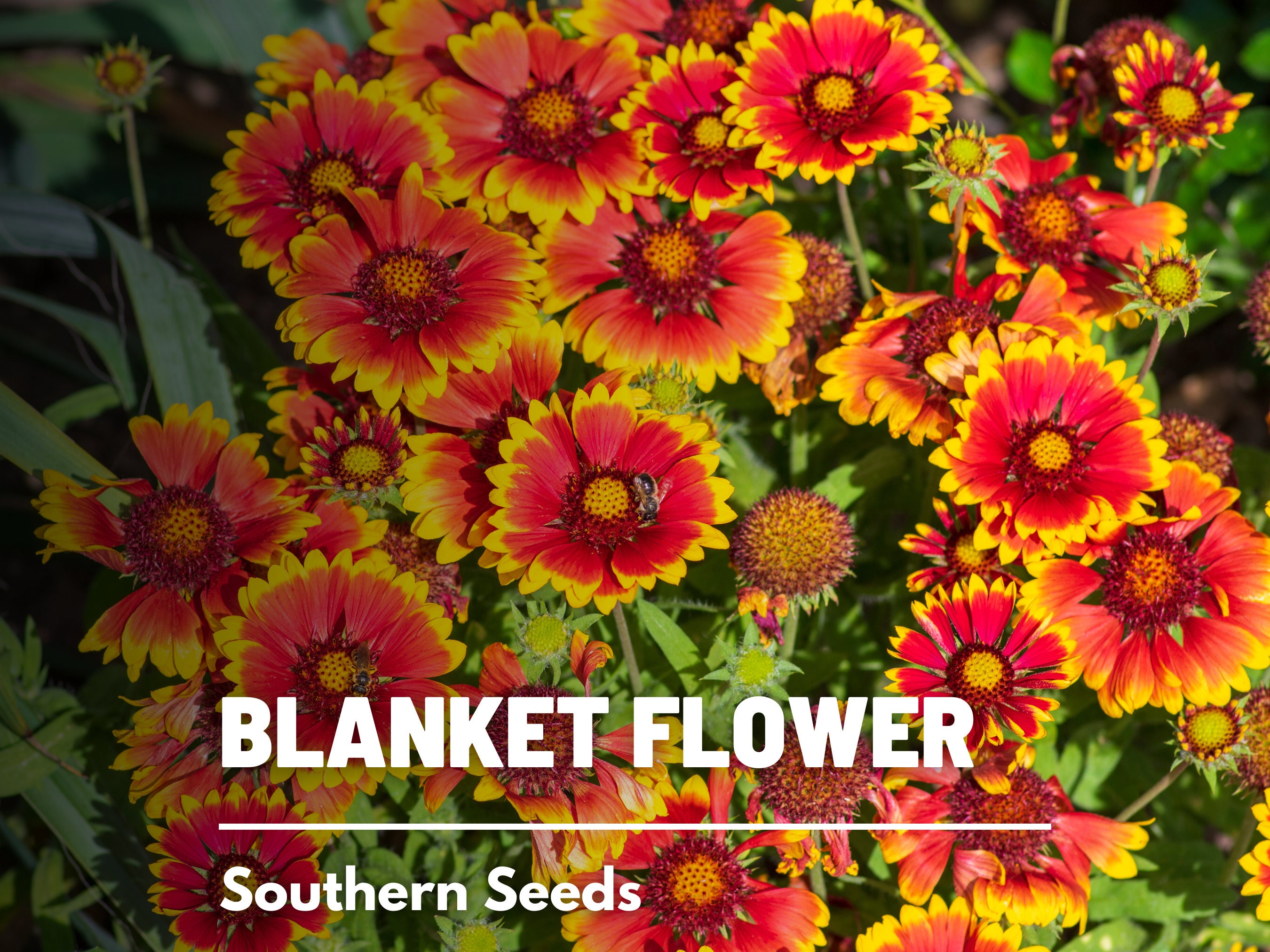 Blanket Flower 200 Seeds Heirloom Flower Drought Tolerant