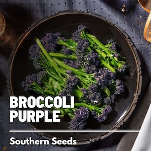 Broccoli, Purple Sprouting - 100 Seeds - Heirloom Vegetable - Open Pollinated - Non-GMO (Brassica oleracea)