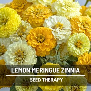 May include: A dense cluster of Zinnia flowers in shades of bright yellow, golden orange, and creamy white. The text LEMON MERINGUE ZINNIA and SEED THERAPY is overlaid in white on a dark horizontal bar across the lower portion of the floral image.