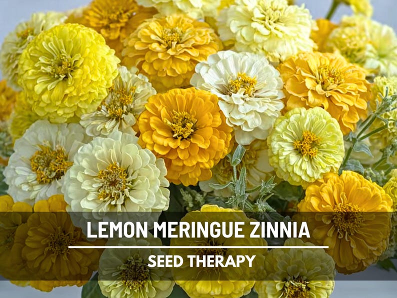 May include: A dense cluster of Zinnia flowers in shades of bright yellow, golden orange, and creamy white. The text LEMON MERINGUE ZINNIA and SEED THERAPY is overlaid in white on a dark horizontal bar across the lower portion of the floral image.