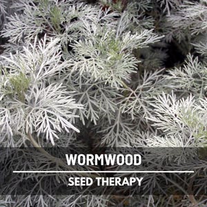 Wormwood Seeds – Heirloom Herb, Silver-Gray Foliage, Strong Aromatic Scent, Medicinal and Culinary Uses, Easy to Grow | 200 Seeds image 1