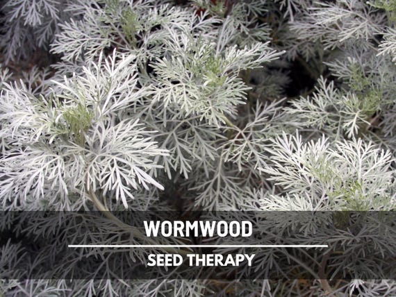 Wormwood Seeds – Heirloom Herb, Silver-Gray Foliage, Strong Aromatic Scent, Medicinal and Culinary Uses, Easy to Grow | 200 Seeds