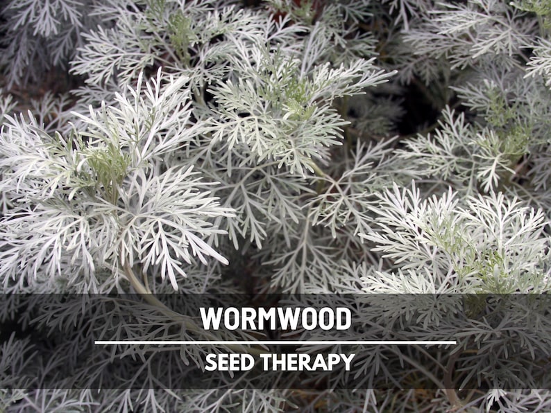Wormwood Seeds – Heirloom Herb, Silver-Gray Foliage, Strong Aromatic Scent, Medicinal and Culinary Uses, Easy to Grow | 200 Seeds image 1