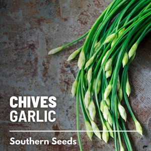 Chives, Garlic - 200 Seeds - Heirloom Culinary & Medicinal Herb - Non-GMO (Allium tuberosum)