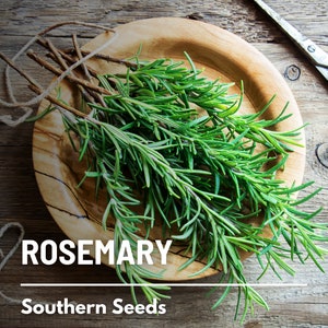 Rosemary - 50 Seeds - Heirloom Herb - Culinary & Medicinal  - Fragrant and Aromatic (Rosmarinus officinalis)