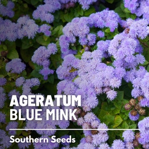 Ageratum, Blue Mink Dwarf 100 Seeds Heirloom Flower Stunning Blue Blooms, Wildflower, Cut Flowers Ageratum houstonianum image 5