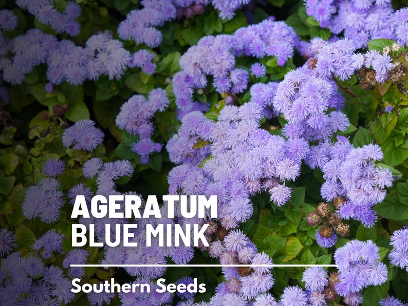 Ageratum, Blue Mink Dwarf 100 Seeds Heirloom Flower Stunning Blue Blooms, Wildflower, Cut Flowers Ageratum houstonianum image 5