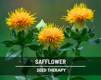 Zanzibar Safflower Seeds – Heirloom Medicinal Herb, GMO Free, Vibrant Golden Blooms, Traditional Dye Plant, Easy to Grow | 20 Seeds