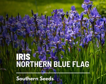 Iris, Northern Blue Flag - 25 Seeds - Heirloom Flower - Striking Blue Flowers (Iris versicolor)