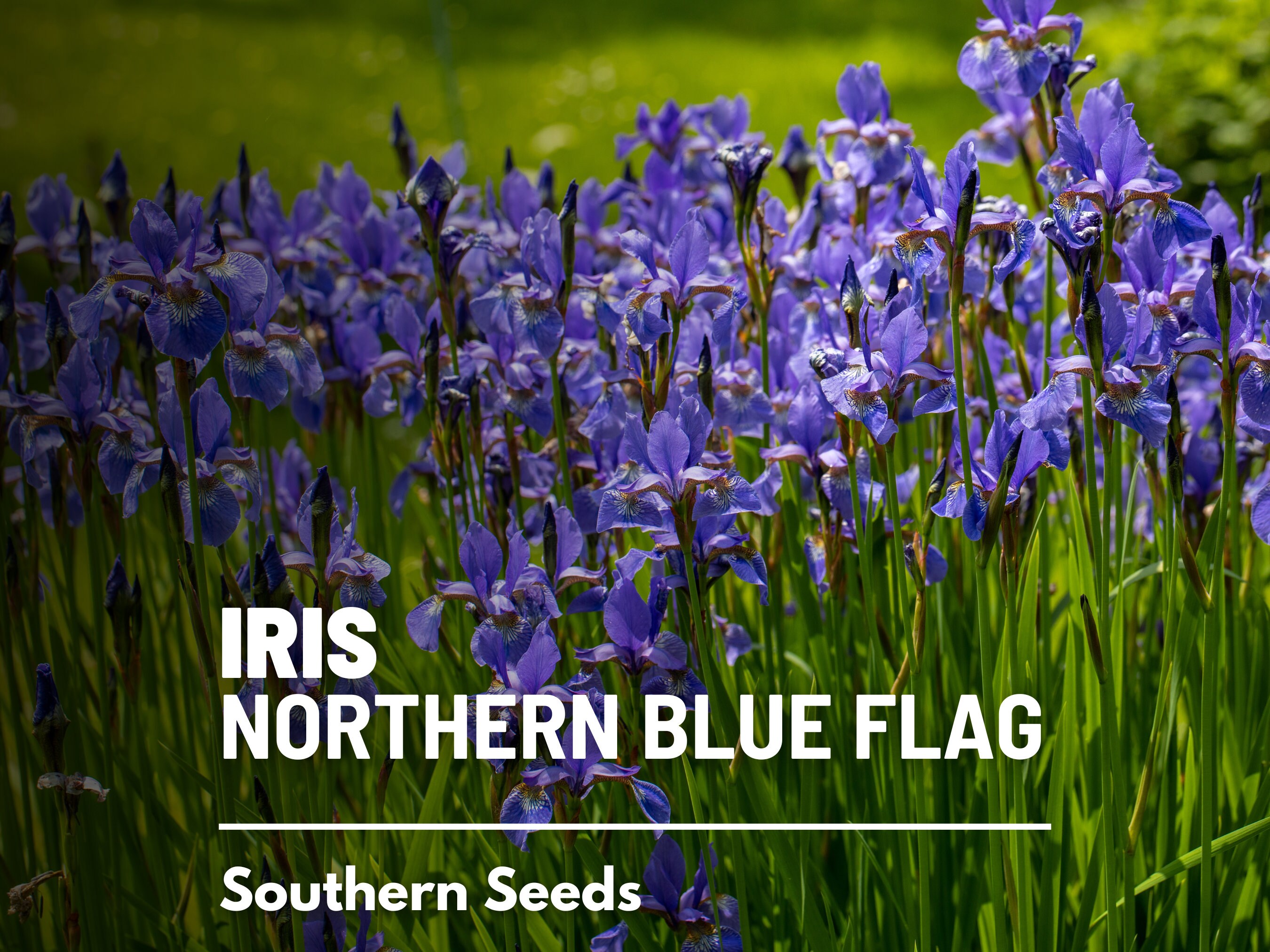 Southern Blue Flag Iris Seeds