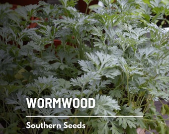 Wormwood - 200 Seeds - Heirloom Herb, Silver-gray foliage, Strong aromatic scent, Medicinal and culinary uses (Artemisia absinthium)