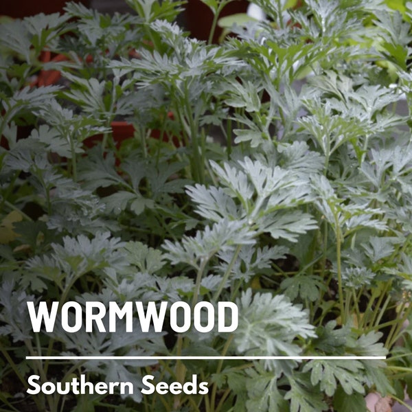 Wormwood - 200 Seeds - Heirloom Herb, Silver-gray foliage, Strong aromatic scent, Medicinal and culinary uses (Artemisia absinthium)