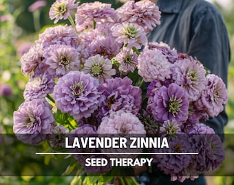 Semillas de zinnia lavanda – Variedad tradicional, flor doble grande (100 semillas)