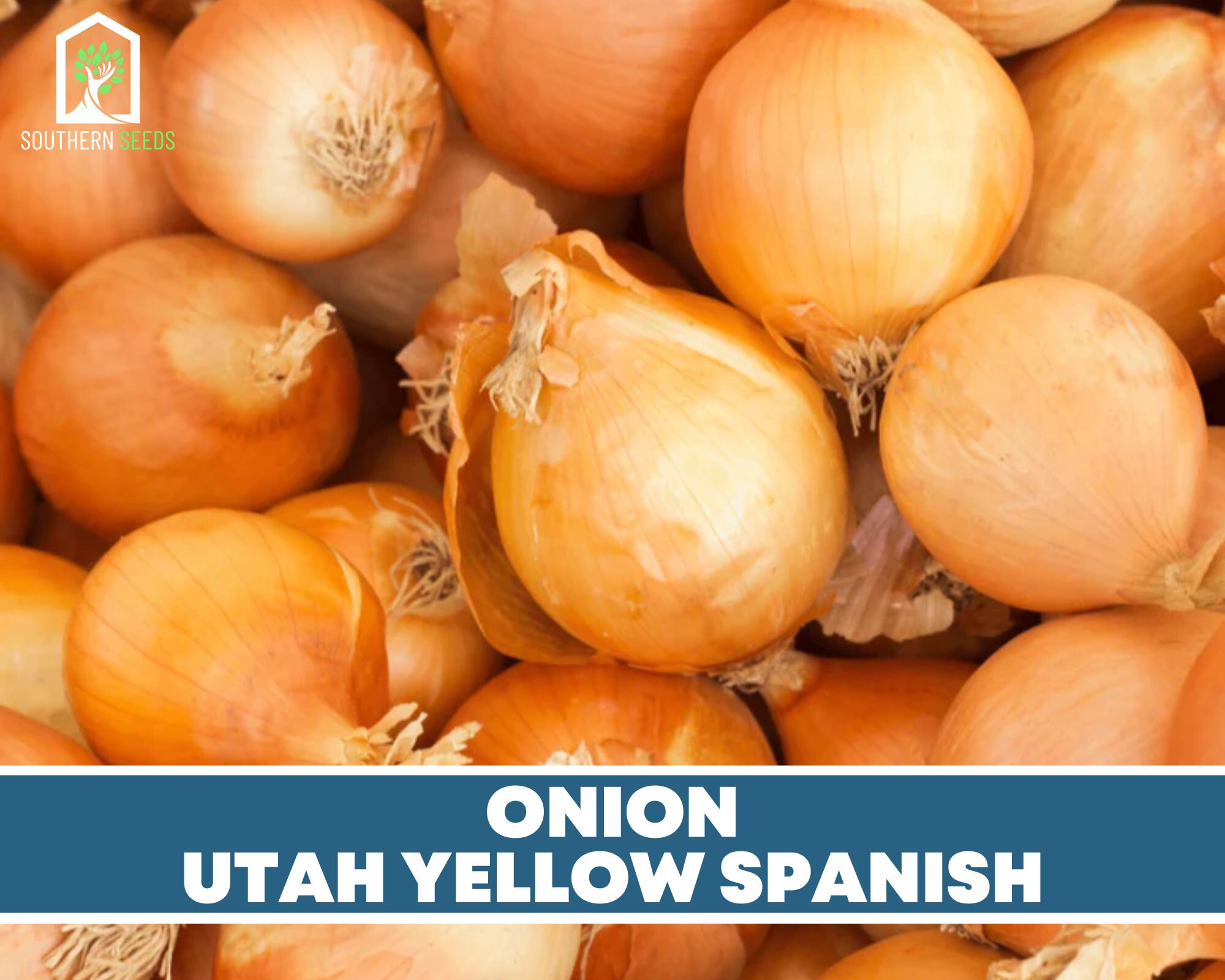 Utah Yellow Sweet Seeds GMO Free - Etsy España