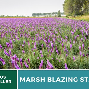 May include: A field of purple Liatris spicata, also known as Marsh Blazing Star, flowers. The flowers are in bloom and the field is surrounded by trees.