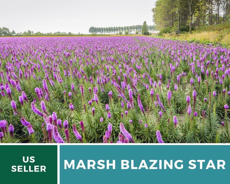 May include: A field of purple Liatris spicata, also known as Marsh Blazing Star, flowers. The flowers are in bloom and the field is surrounded by trees.