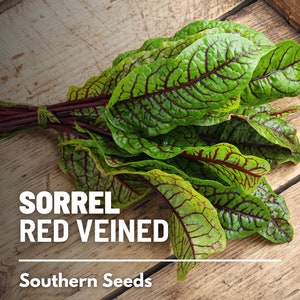 Sorrel, Red Veined 200 Seeds Heirloom Herb, Culinary & Medicinal Plant, Vibrant Red Veins, Tangy Flavor Rumex sanguineus image 1