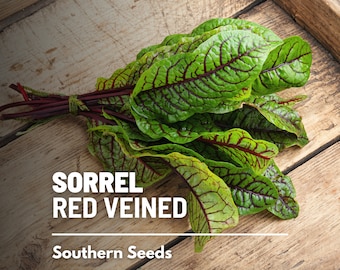Sorrel, Red Veined - 200 Seeds - Heirloom Herb, Culinary & Medicinal Plant, Vibrant Red Veins, Tangy Flavor (Rumex sanguineus)