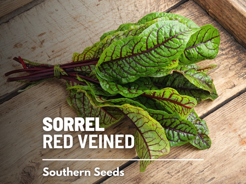 Sorrel, Red Veined 200 Seeds Heirloom Herb, Culinary & Medicinal Plant, Vibrant Red Veins, Tangy Flavor Rumex sanguineus image 1