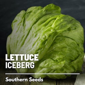 Lettuce, Iceberg - 500 Seeds - Heirloom Vegetable - Open Pollinated - Non-GMO (Lactuca sativa)