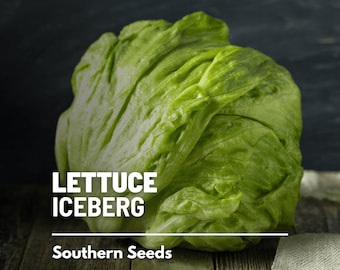 Lettuce, Iceberg - 500 Seeds - Heirloom Vegetable - Open Pollinated - Non-GMO (Lactuca sativa)