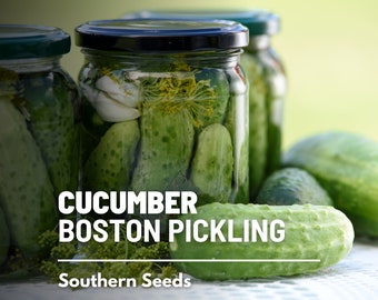 Cucumber, Boston Pickling - 30 Seeds - Heirloom Vegetable - Open Pollinated - Non-GMO (Cucumis sativus)