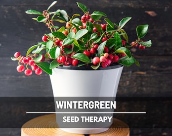 Wintergreen (Teaberry) Seeds – Heirloom Herb, Evergreen Groundcover, Refreshing Minty Flavor, Easy to Grow | 20 Seeds