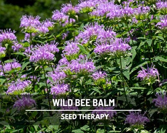 Wild Bee Balm Seeds - Heirloom Herb, Bee-Friendly, Bergamot Scent, Medicinal & Culinary (100 Seeds)