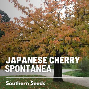 May include: A Japanese Cherry tree with orange and yellow leaves in the fall. The tree is labeled "Japanese Cherry Spontaea" and "Southern Seeds".