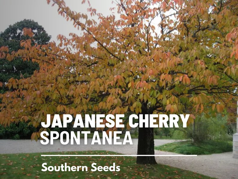 May include: A Japanese Cherry tree with orange and yellow leaves in the fall. The tree is labeled "Japanese Cherry Spontaea" and "Southern Seeds".