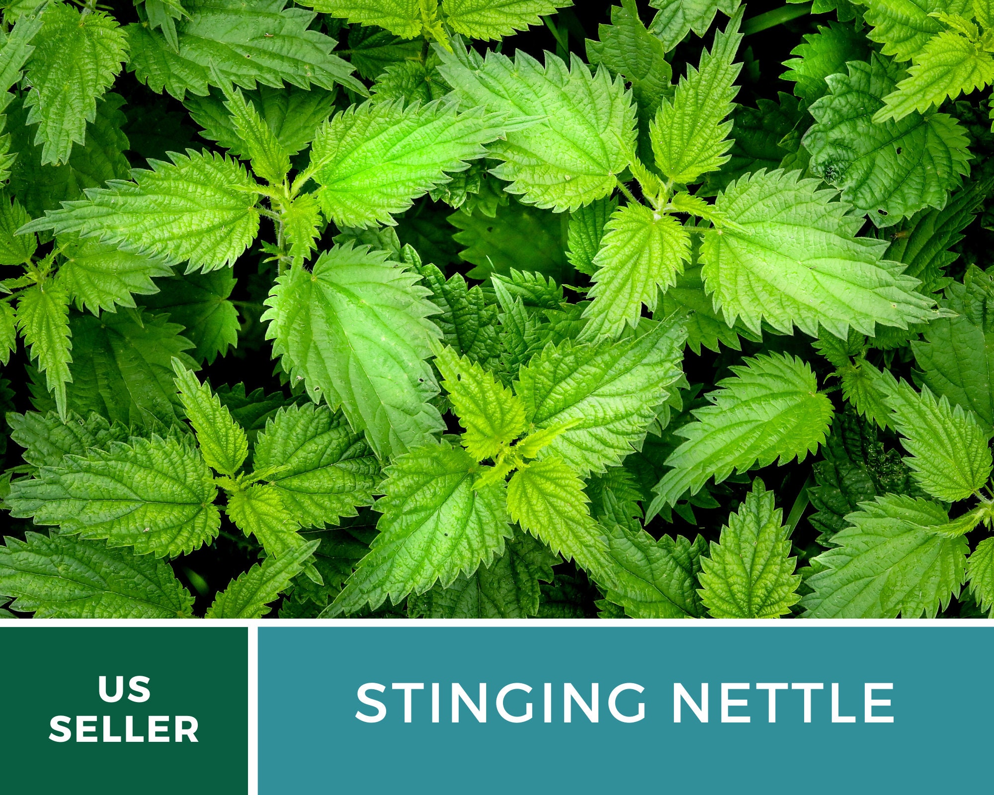 Stinging Nettle 100 Seeds Culinary& Medicinal Herb GMO | Etsy