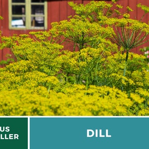 May include: A cluster of vibrant yellow dill flowers in full bloom with thin green stems. The background features a red wooden wall with a window. The bottom of the image contains a dark green box with the white text US SELLER and a teal box with the white text DILL.