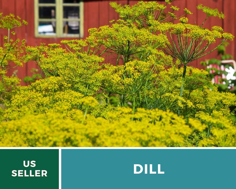 May include: A cluster of vibrant yellow dill flowers in full bloom with thin green stems. The background features a red wooden wall with a window. The bottom of the image contains a dark green box with the white text US SELLER and a teal box with the white text DILL.